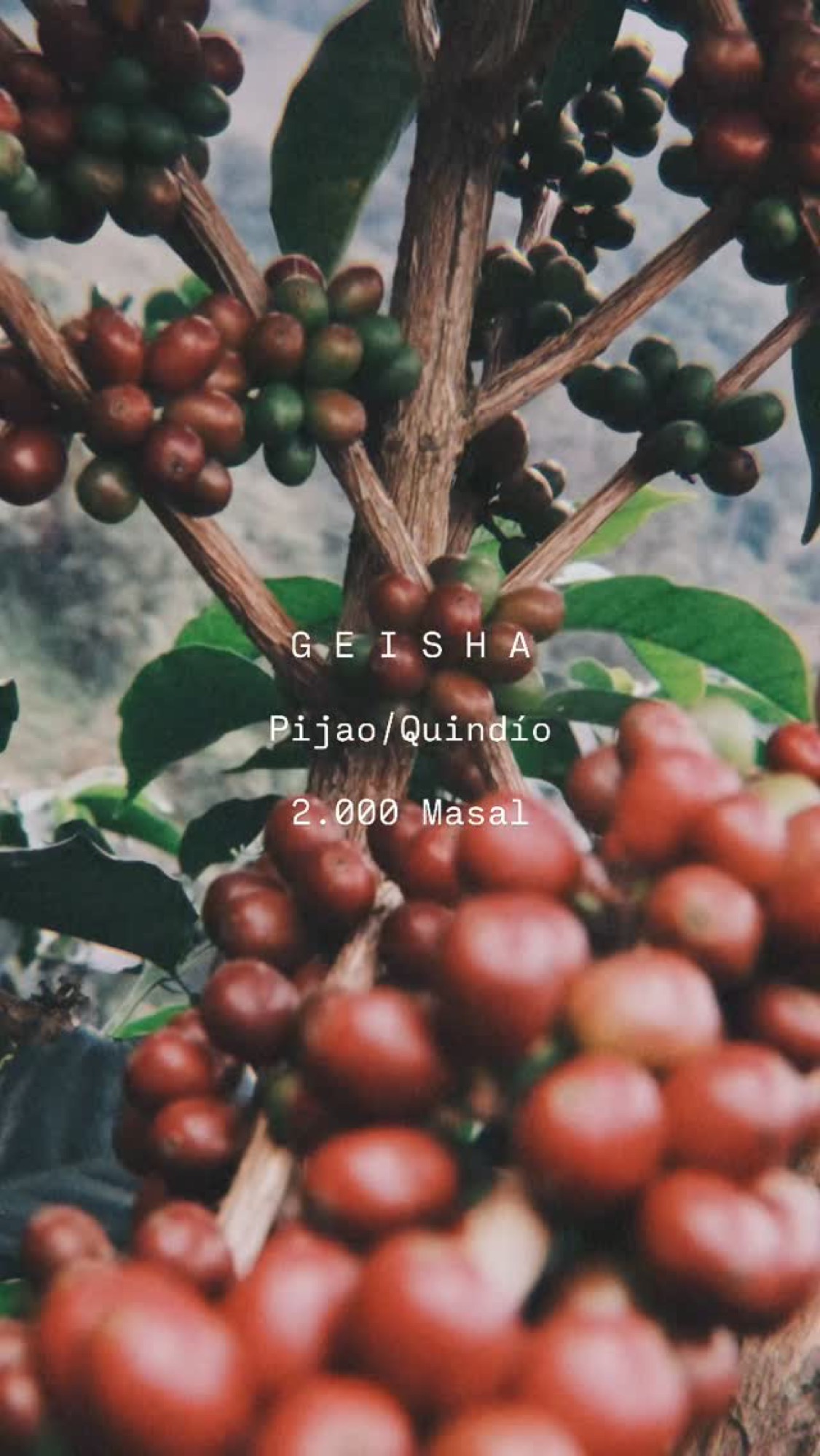 Lavado
