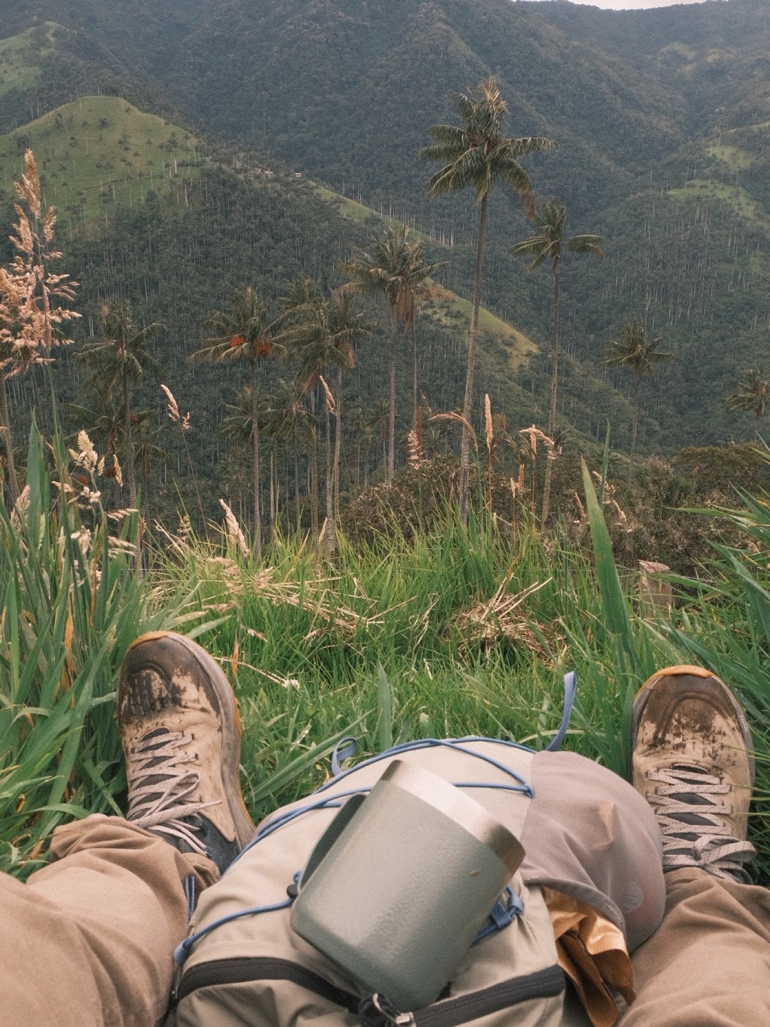 El Valle de Cocora, cerca de Armenia